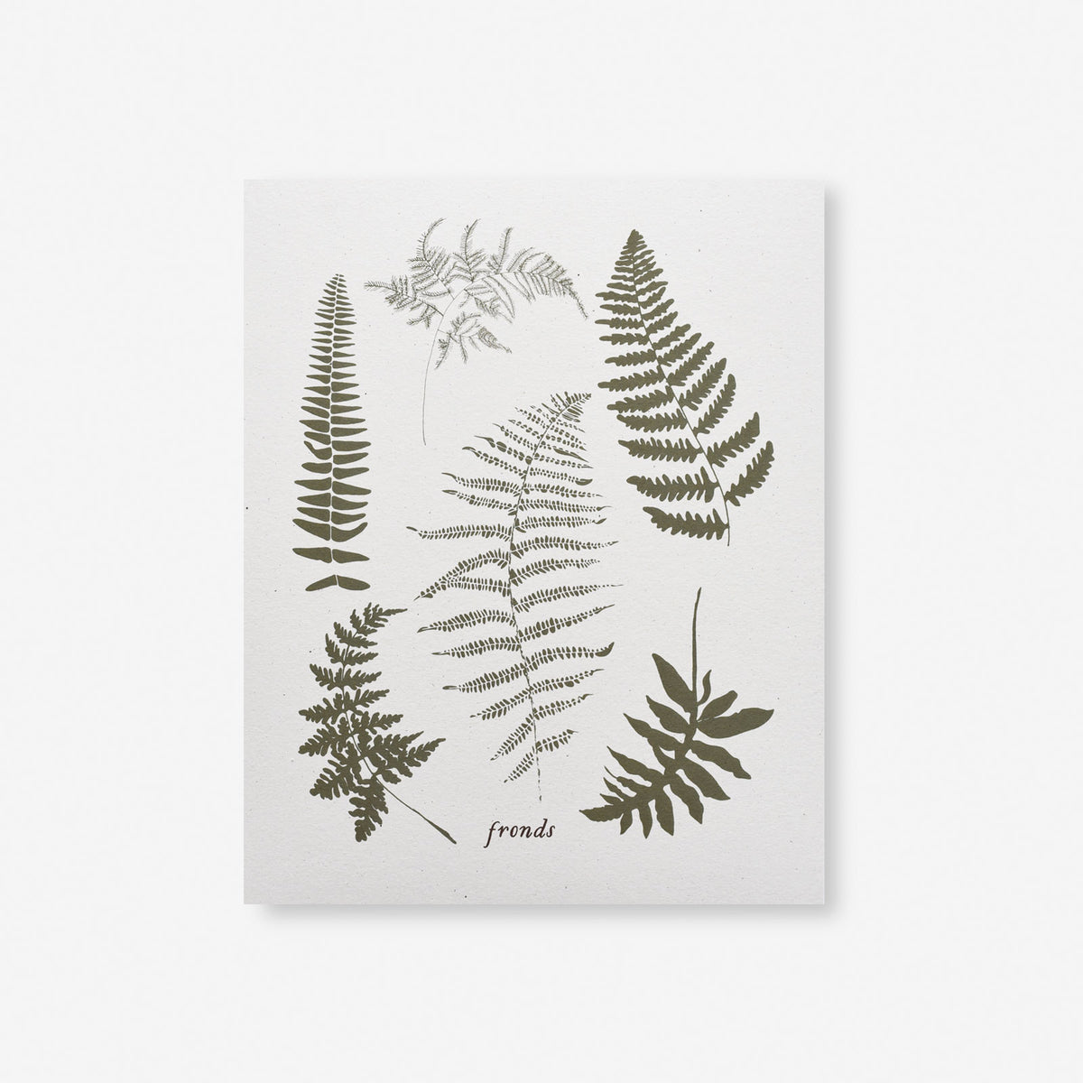 fronds-art-print-botanical-fern-art-print-8x10-june-december
