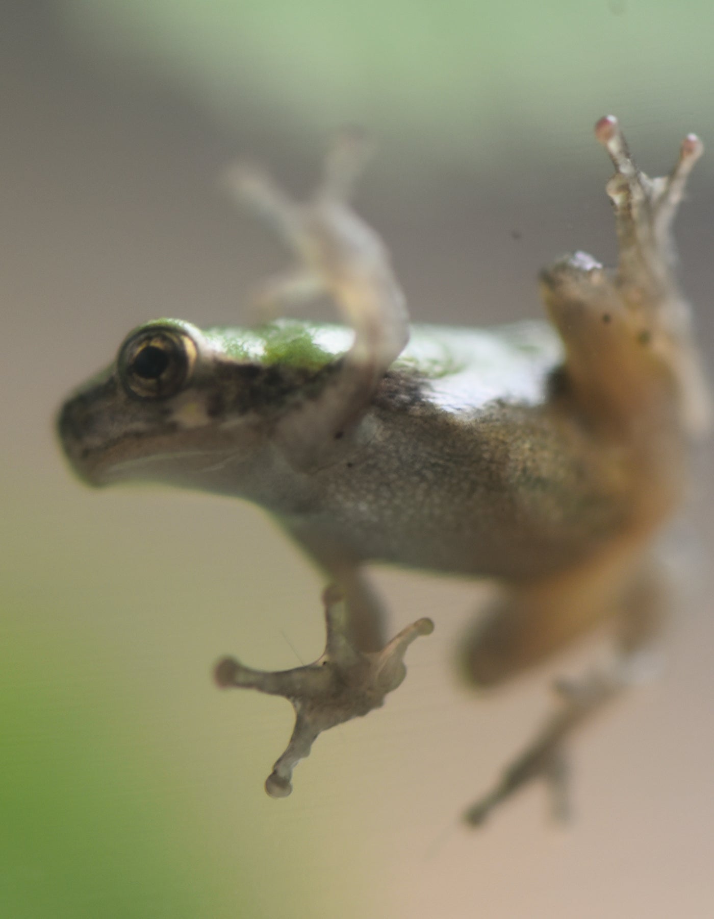 Hugger Tree Frog Tree Hugger – June & December