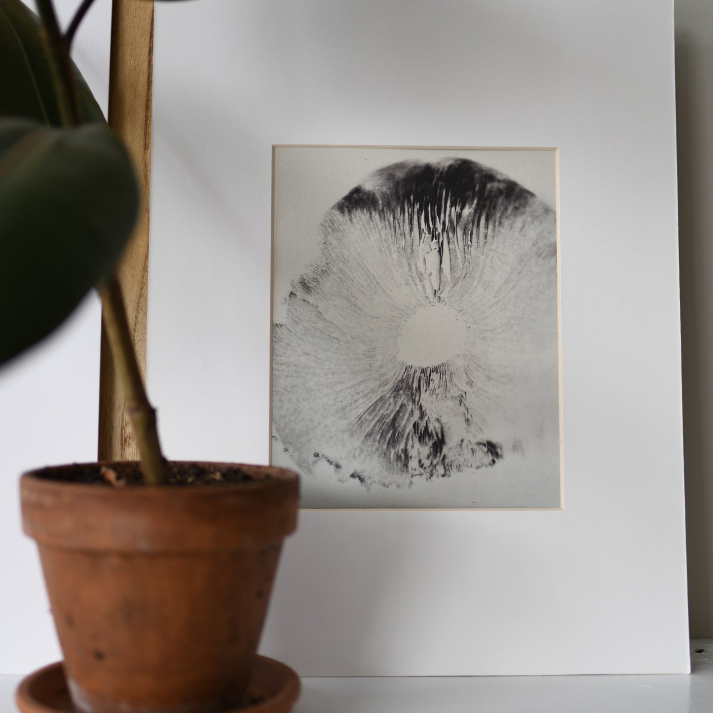 Spore Print Specimen No. 13