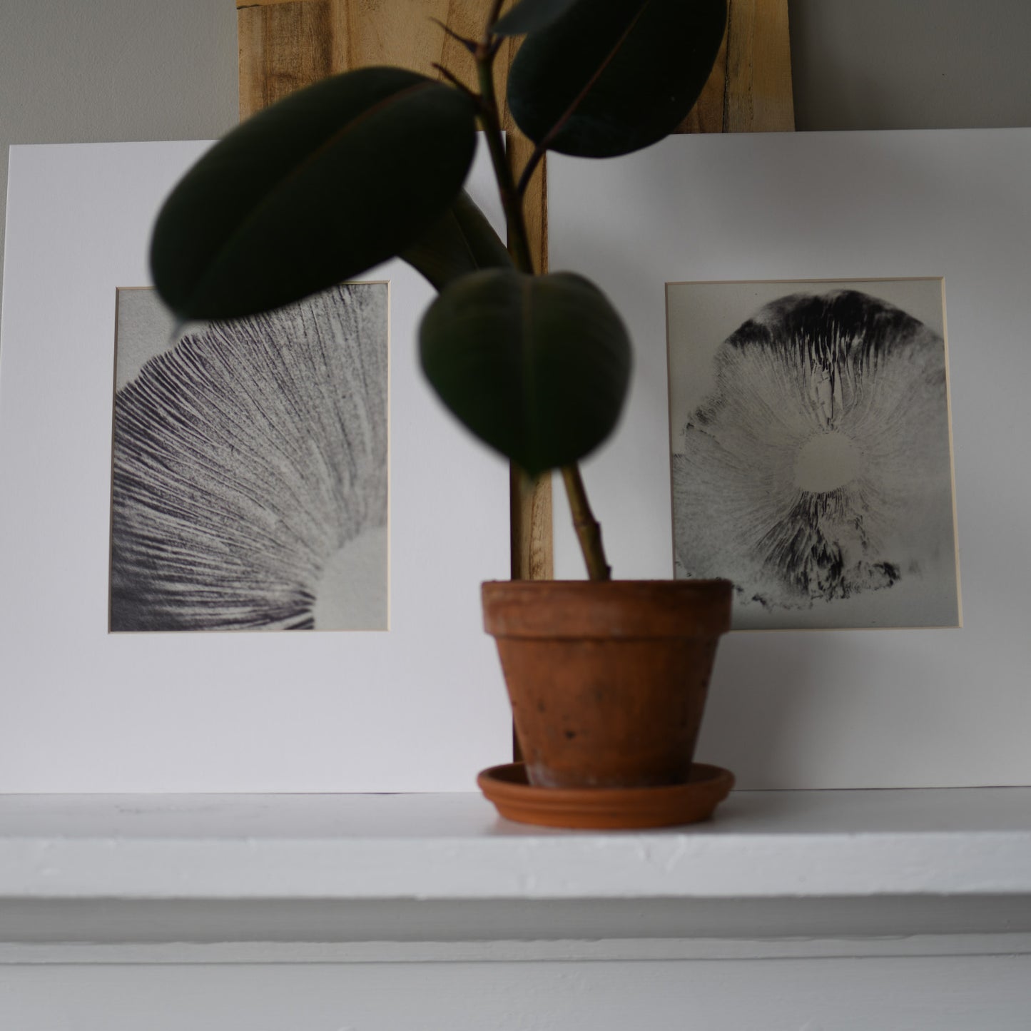 Spore Print Specimen No. 6
