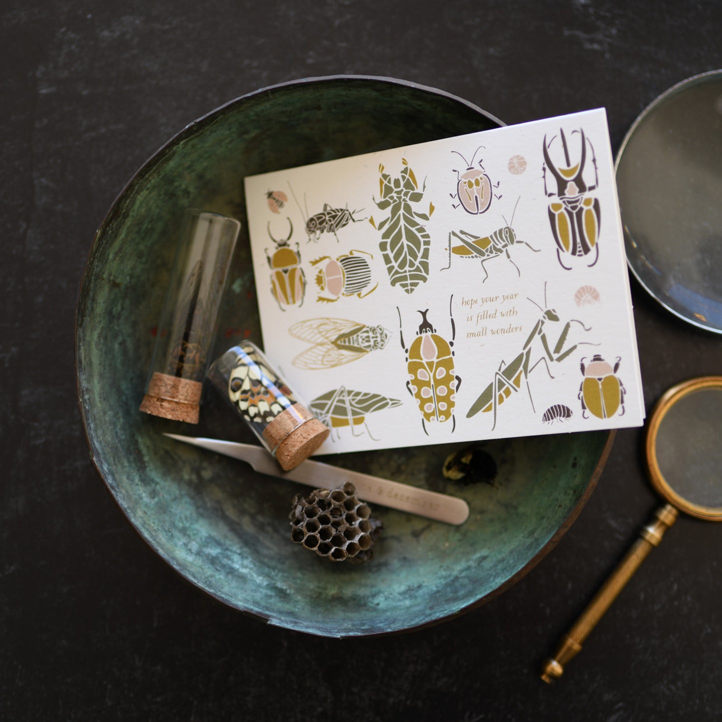 Small Wonders Bug + Insect Everyday Card with botanical illustration by June & December artist Katie Forte