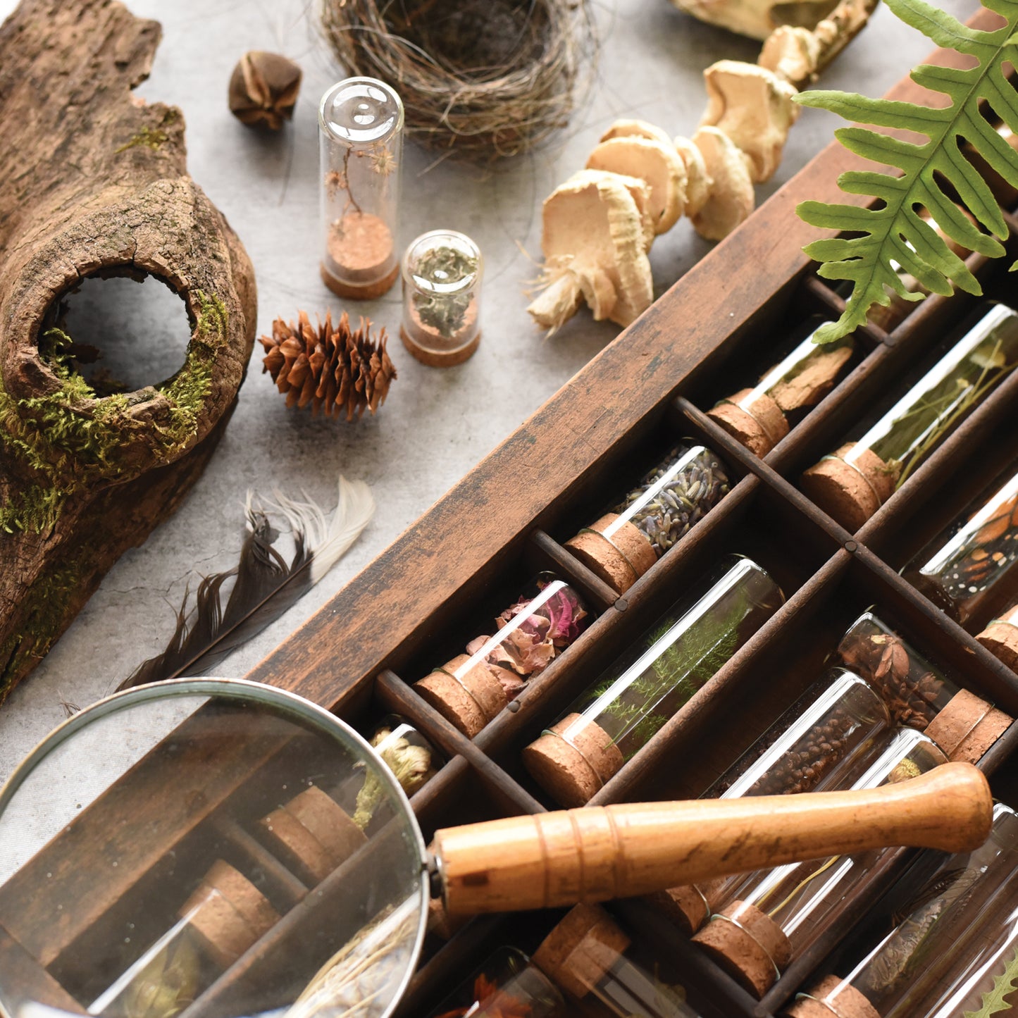 Collecting Kit Specimen Collecting Kit | Bug, Rock, Nature, and Forest Kit – June ...