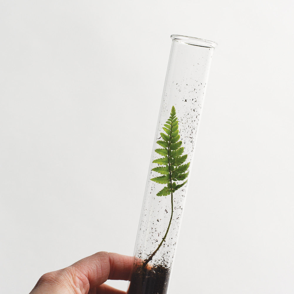 Load image into Gallery viewer, Herb Terrarium Pencils with Fern Propagation Test Tubes
