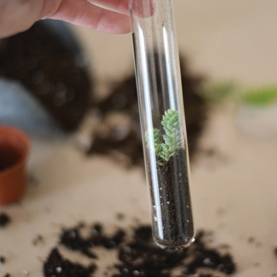 Greenhouse Mix Terrarium Pencils with Succulent Propagation Test Tubes