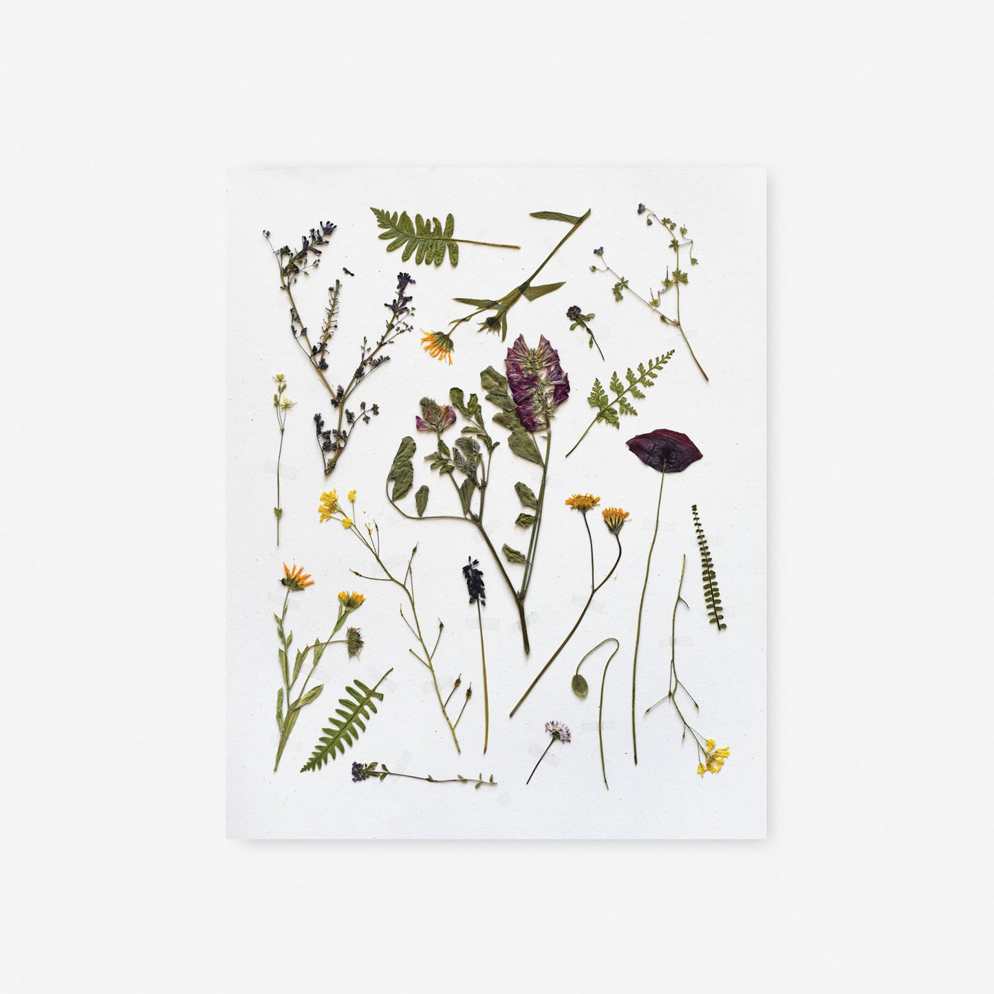 Pressed Tuscan Wildflowers Art Print
