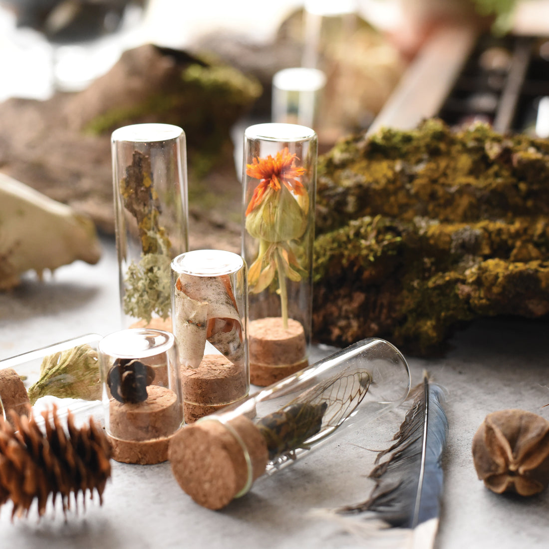 Collecting Kit Specimen Collecting Kit | Bug, Rock, Nature, and Forest Kit – June ...