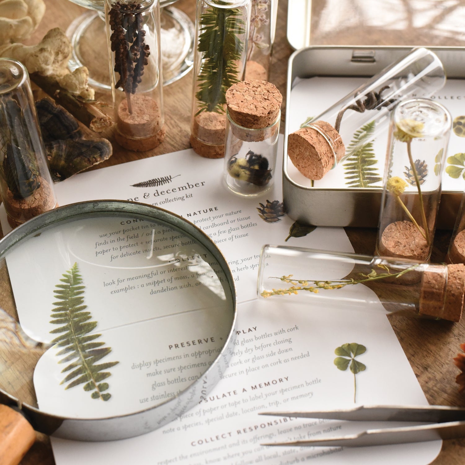 Empty Collection Kit Specimen Collecting Kit | Bug, Rock, Nature, and Forest Kit – June ...