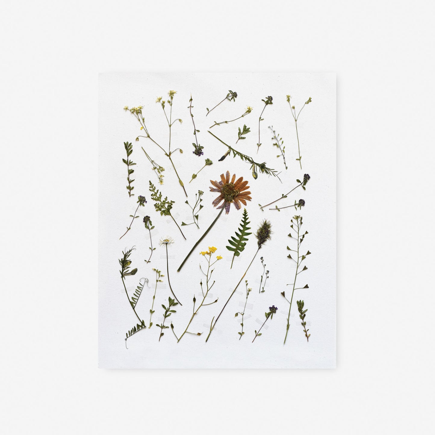 Load image into Gallery viewer, Pressed Italian Wild Sprigs Art Print
